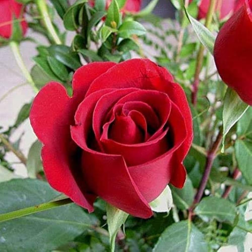 Full Red Rose Plant Seeds for Planting Non-GMO Heirloom Garden Seeds for Growing Beautiful Roses seeds for planting in home garden
