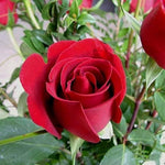 Full Red Rose Plant Seeds for Planting Non-GMO Heirloom Garden Seeds for Growing Beautiful Roses seeds for planting in home garden