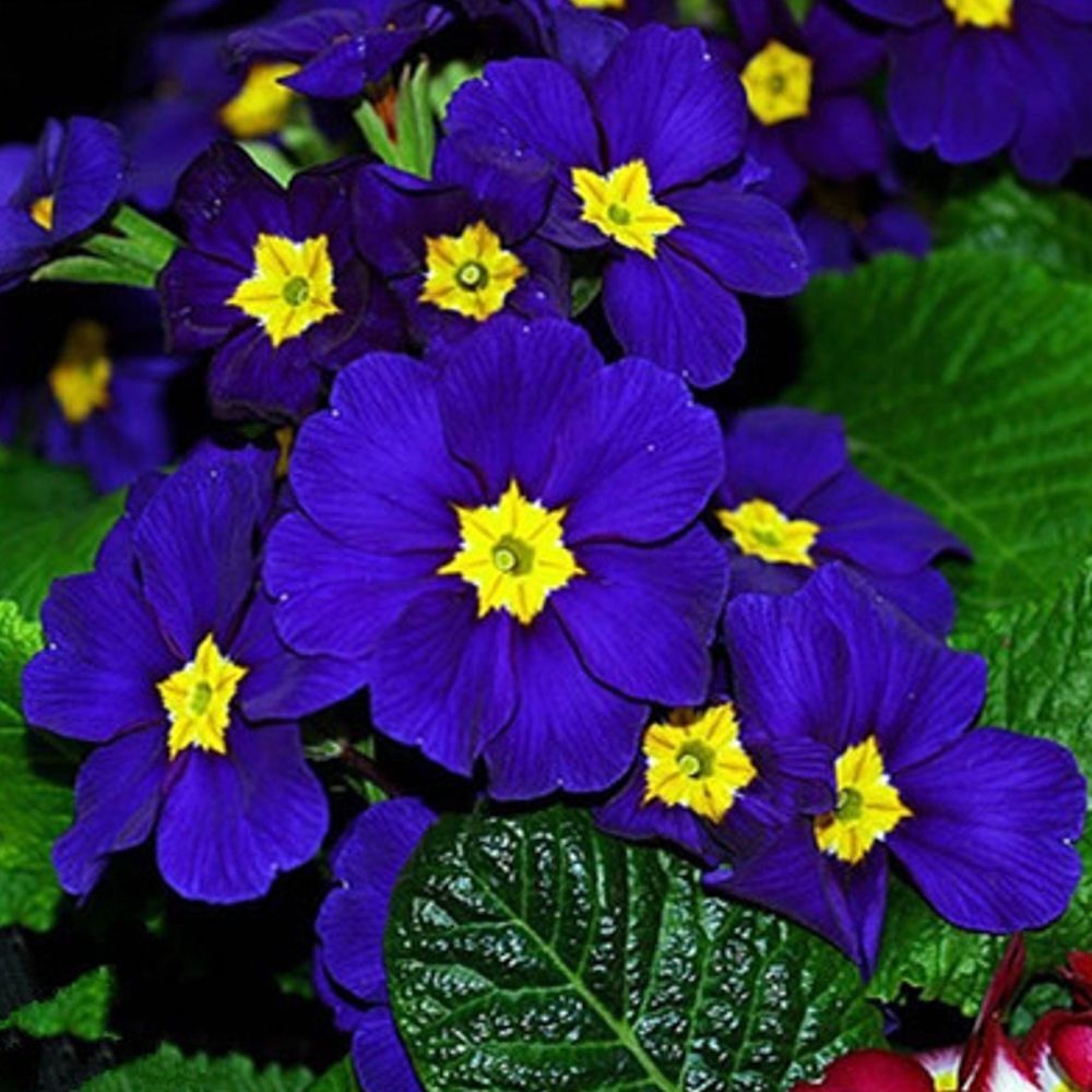 Heirloom Non-GMO Primula Acaulis Flower Seeds for Garden Planting for planting in home garden