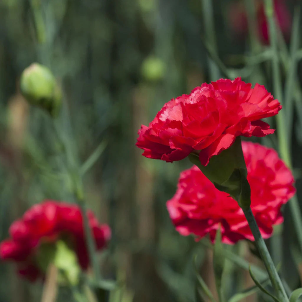 Deep Red Carnation Flower Seeds – Heirloom, Non-GMO, Rich Blooms for Garden Planting seeds for planting in home garden