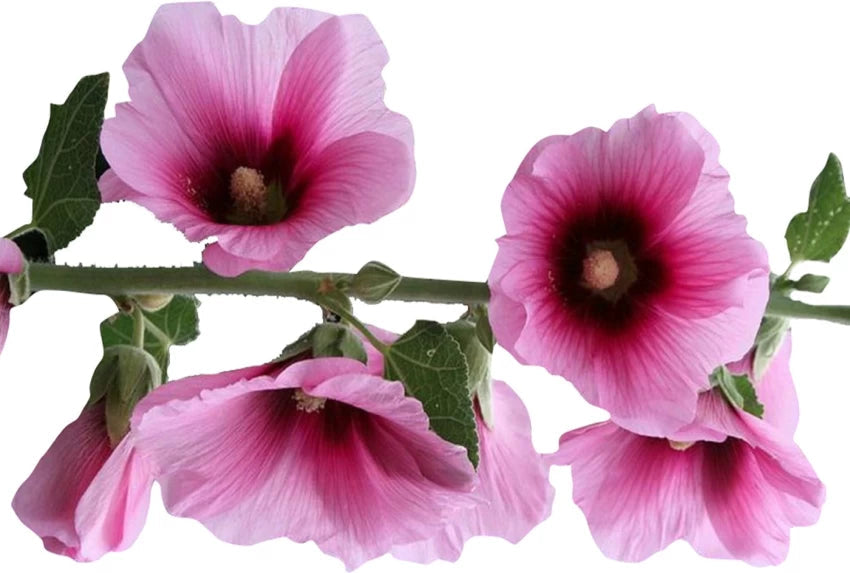 Futaba Alcea Rosea Pink and Yellow Flower Seeds for Planting Non-GMO Heirloom Garden Seeds seeds for planting in home garden