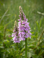 Dactylorhiza Flower Seeds for Planting, 100 seeds for planting in home garden