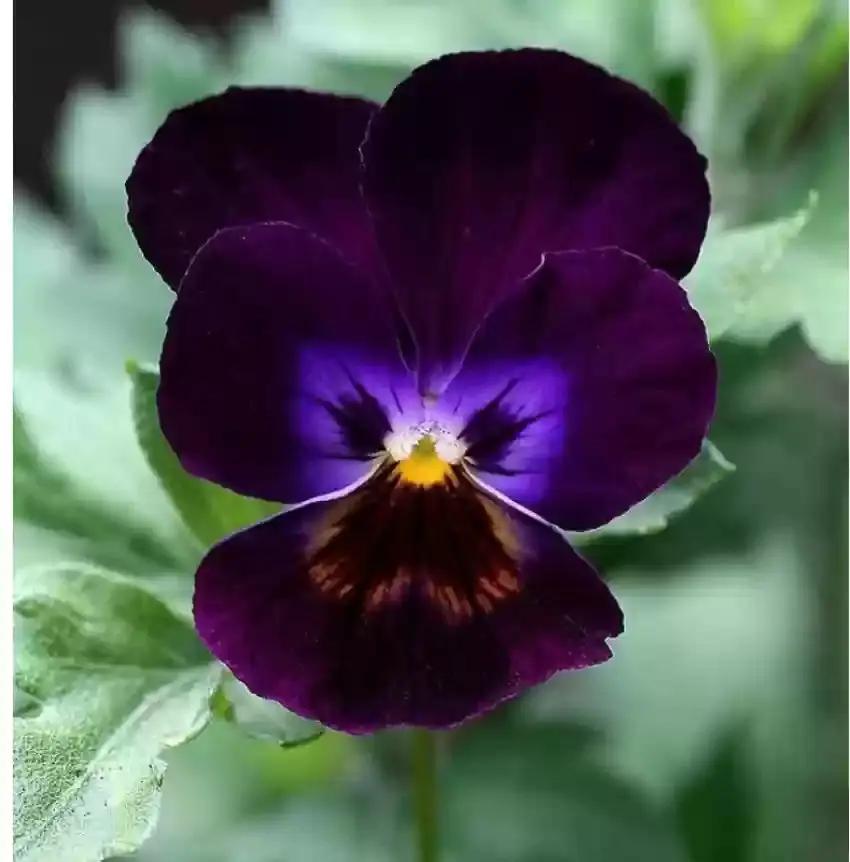 Violet Pansy Seeds – Non-GMO Flower Seeds for Garden Planting seeds for planting in home garden