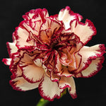 Cream (Cream scientific name) for planting in garden