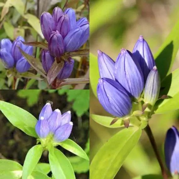 Gentian Flower Seeds for Planting - NON GMO Seeds seeds for planting in home garden