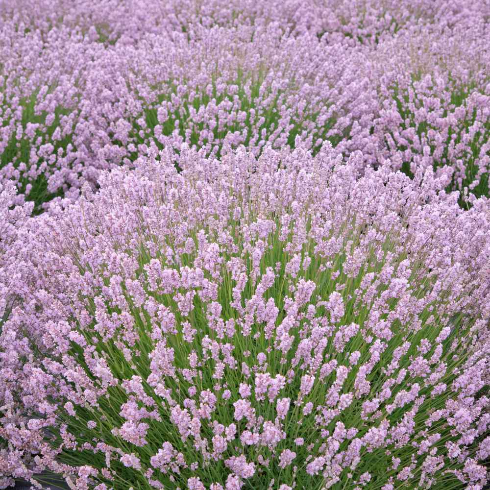 Pink Lavender Marjoram herb seeds – heirloom, non-GMO seeds for planting seeds for planting in home garden