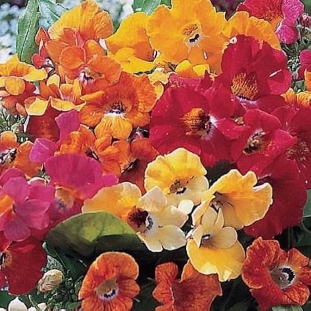 Mixed Nemesia Carnival Flower Seeds for Planting - NON GMO Seeds seeds for planting in home garden