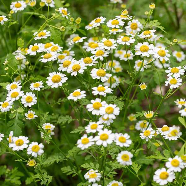 Feverfew Flower Seeds for planting in home garden