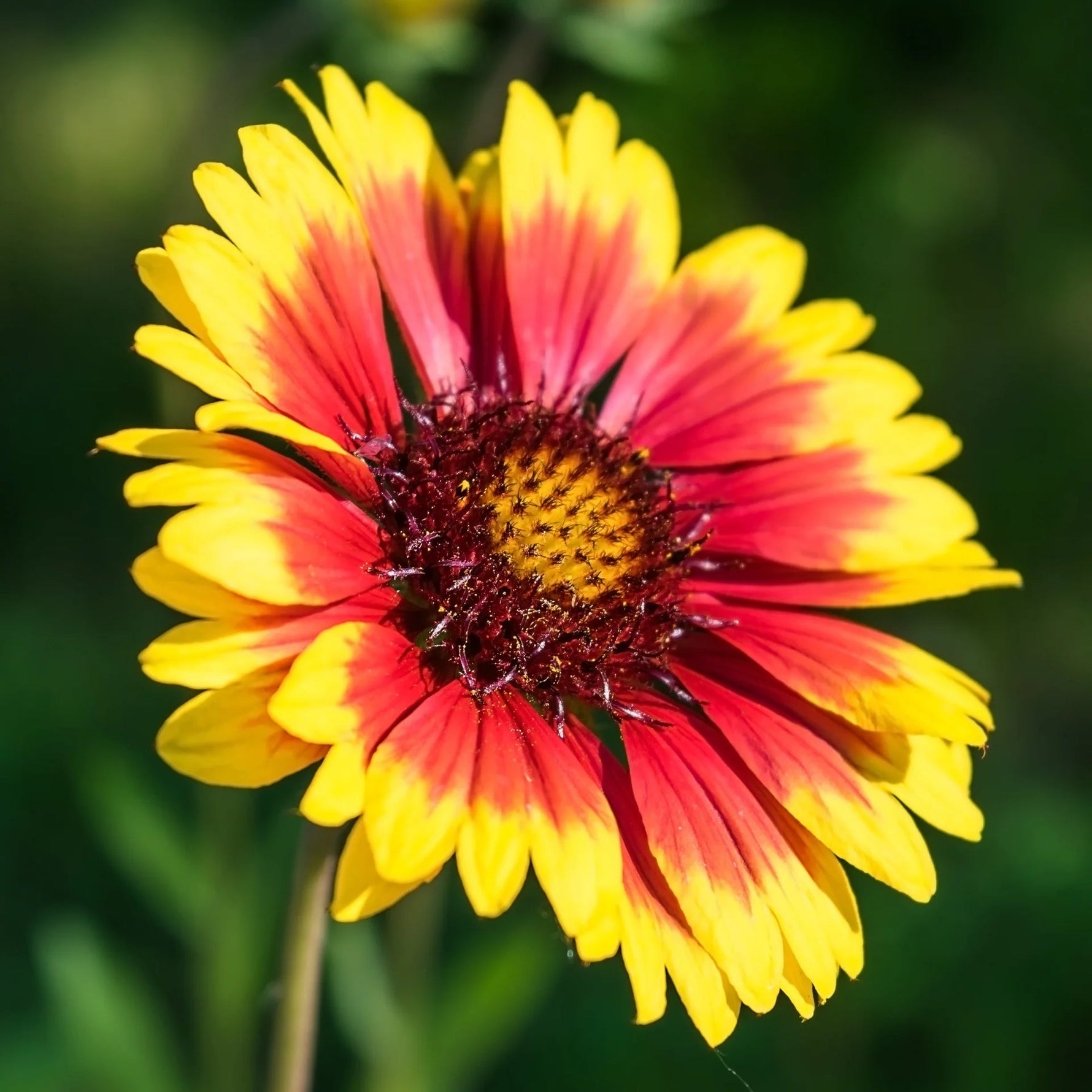 Yellow (Yellow scientific name) for planting in garden