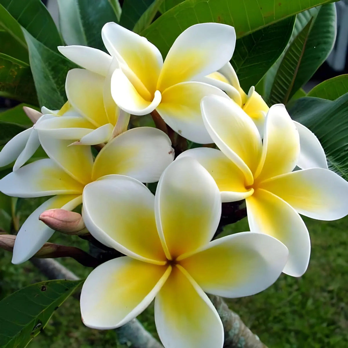 Yellow White Frangipani Flower Seeds – Heirloom, Non-GMO Tropical Seeds for Planting for planting in home garden