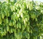 Humulus Lupulus Plant Seeds for Planting - 100 seeds for planting in home garden
