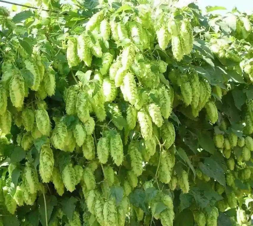 Humulus Lupulus Plant Seeds for Planting - 100 seeds for planting in home garden