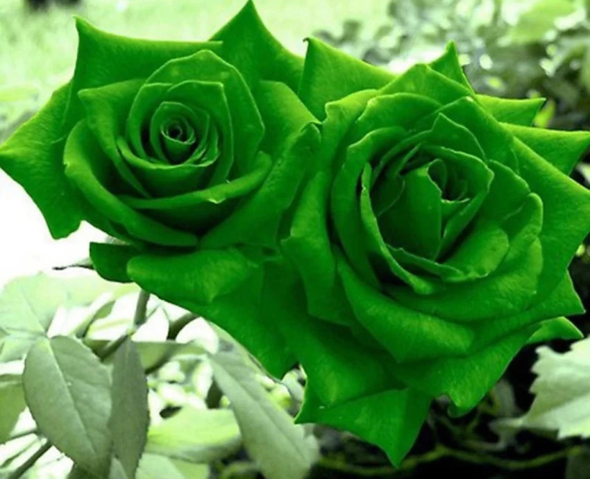 Green Dragon Rose Plant Seeds for Planting Non-GMO Heirloom Garden Seeds for Home Growing seeds for planting in home garden