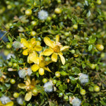 Larrea Tridentata Flower Seeds for planting in home garden