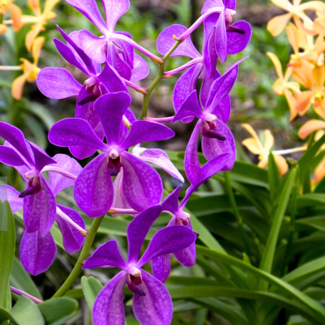Purple Ascocentrum Flower Seeds for Planting, 100 seeds for planting in home garden