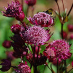 Purple (Purple scientific name) for planting in garden