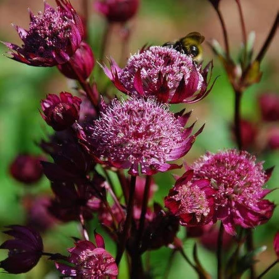 Purple (Purple scientific name) for planting in garden