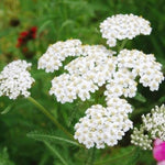 White (White scientific name) for planting in garden