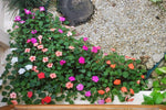 Lizzie Flower Seeds for Planting - 100 seeds for planting in home garden