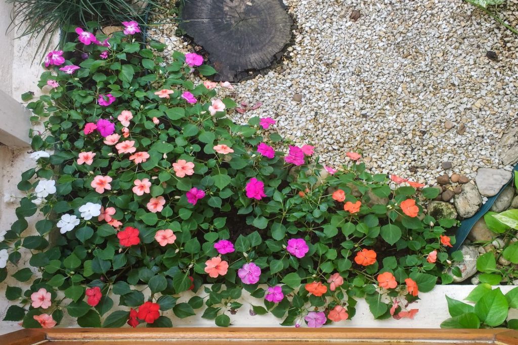 Lizzie Flower Seeds for Planting - 100 seeds for planting in home garden