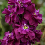 Purple Matthiola Flower Seeds for Planting - 100 seeds for planting in home garden