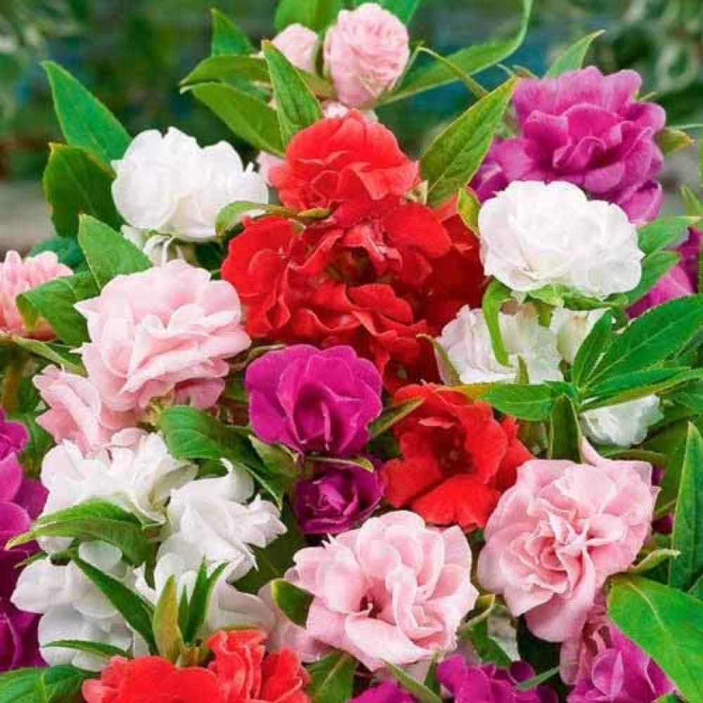 Camellia Impatiens Flower Seeds for Planting Shade Garden NON GMO Seeds for planting in home garden