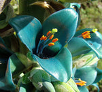 Heirloom Green Blue Puya Plant Seeds – Exotic Flower Seeds for Garden Planting seeds for planting in home garden