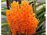 Light Yellow Ascocentrum Flower Seeds for Planting - 100 seeds for planting in home garden