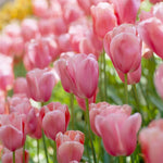 Light Pink Tulip Flower Seeds for Planting – Heirloom, Non-GMO Flower Seeds seeds for planting in home garden
