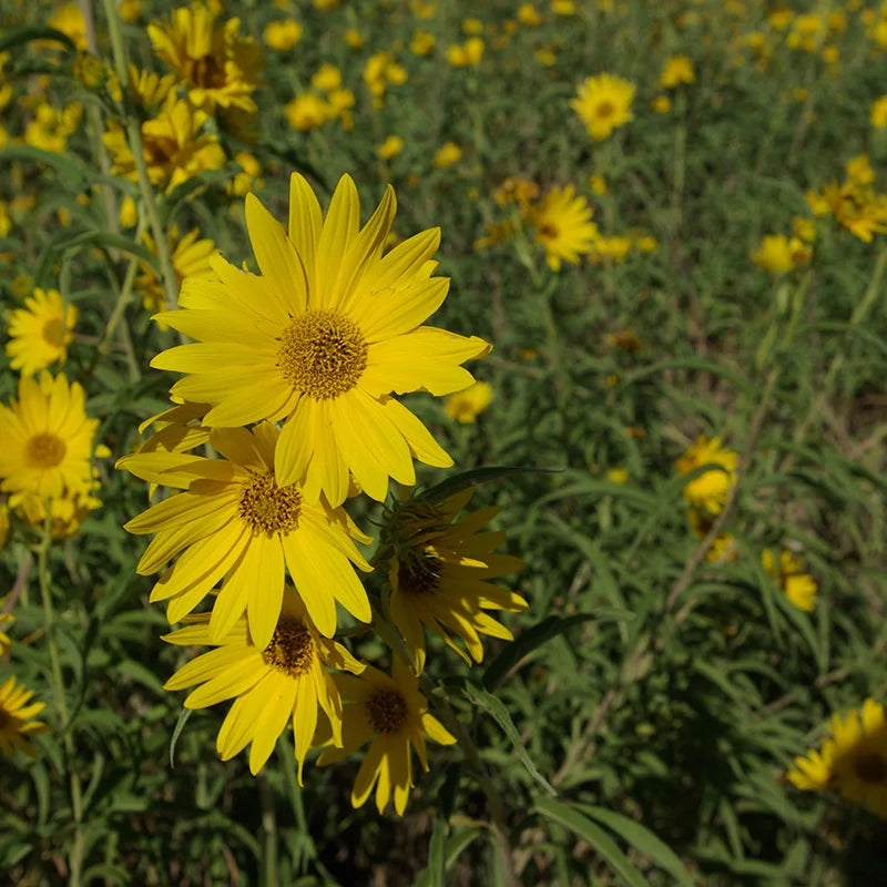 Yellow Maximiliani Flower Seeds for Planting, 100 seeds for planting in home garden