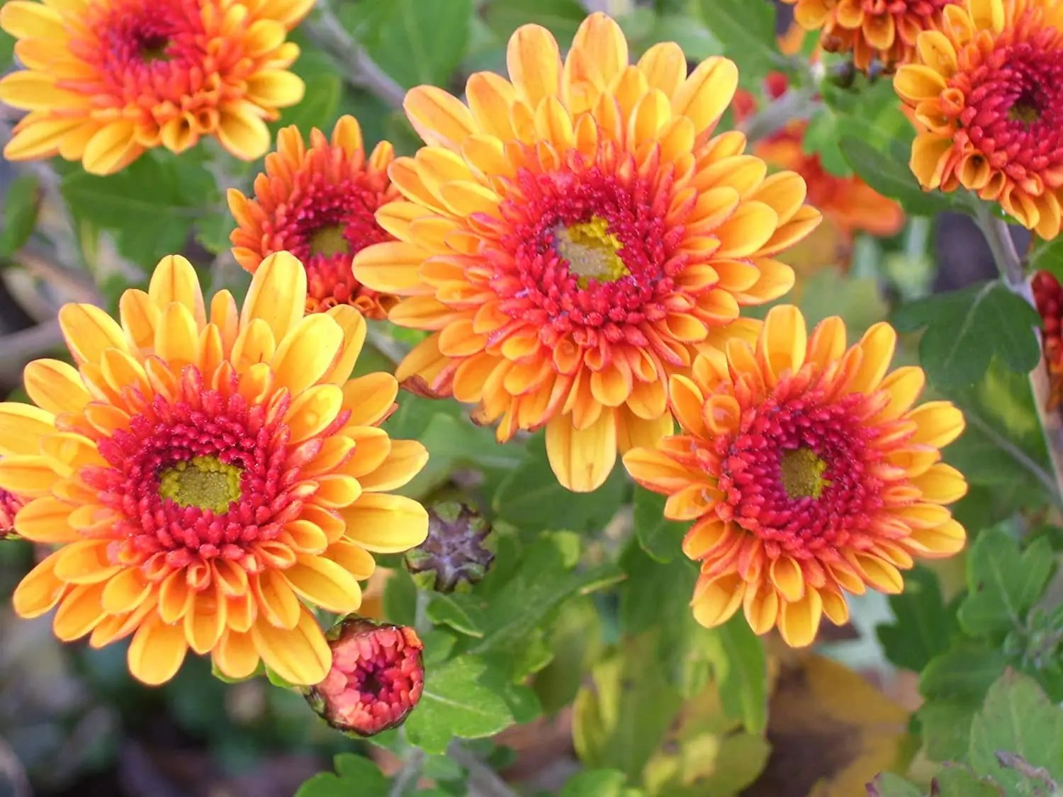 Chrysanthemum Flower Seeds Yellow Red for Planting NON GMO Seeds seeds for planting in home garden