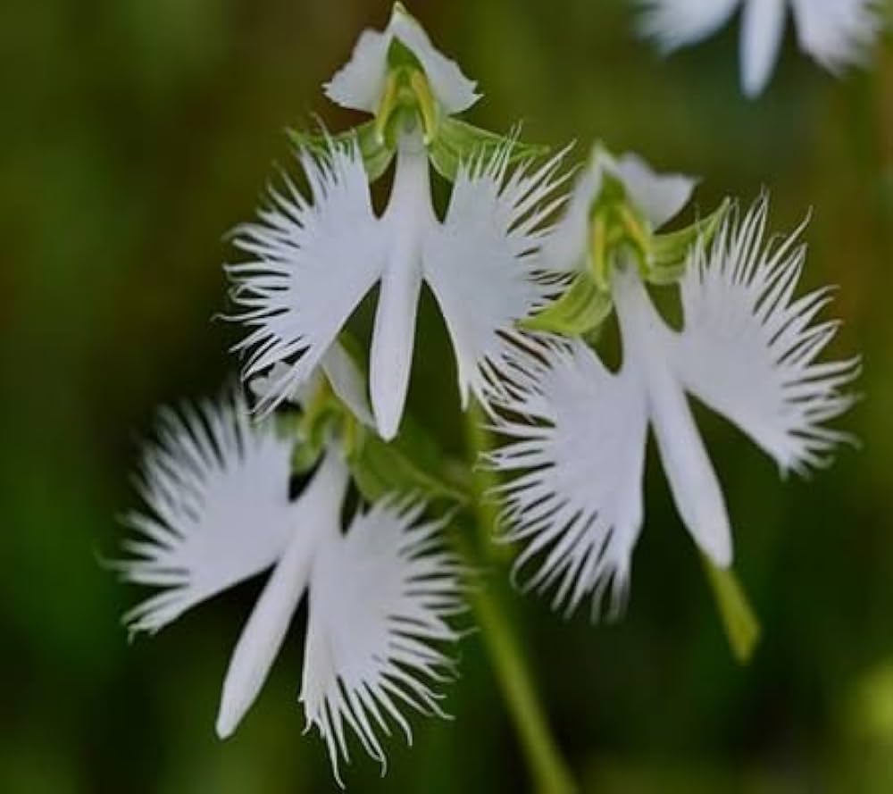 Heron Orchid Flower Seeds for Planting - 100 seeds for planting in home garden