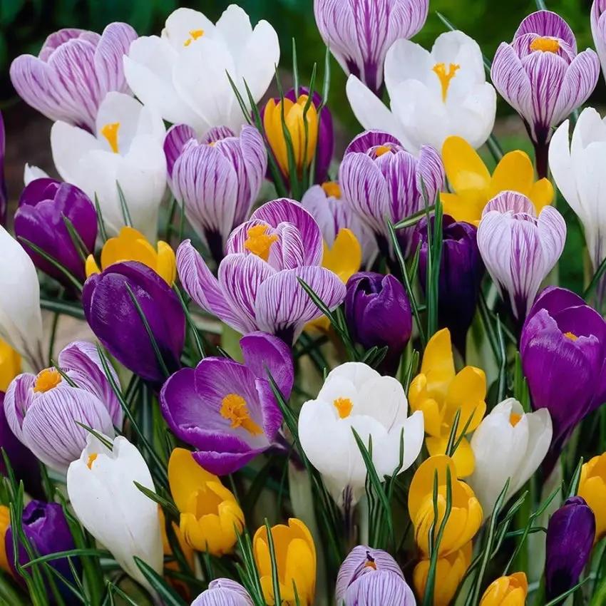 Heirloom Non-GMO Crocus Flower Seeds Mixed Colors for Garden Planting – Vibrant Spring Blooms seeds for planting in home garden