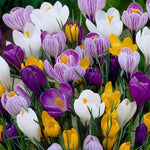 Heirloom Non-GMO Crocus Flower Seeds Mixed Colors for Garden Planting – Vibrant Spring Blooms seeds for planting in home garden