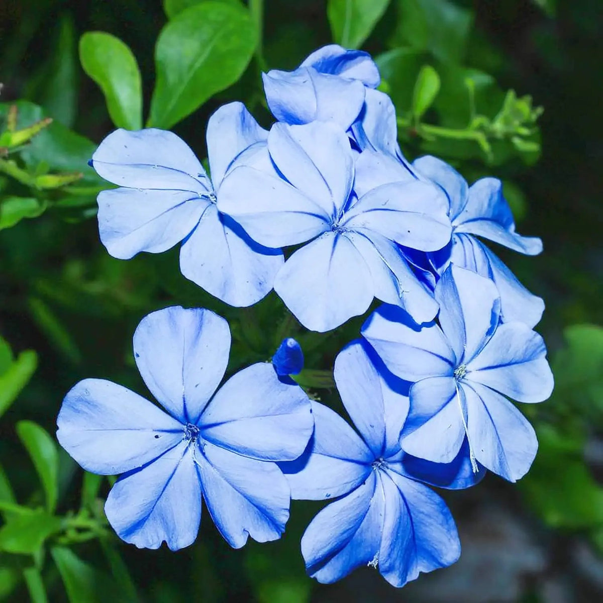Plumbago Flower Seeds – Heirloom, Non-GMO Seeds for Planting Vibrant Blue Garden Blooms for planting in home garden