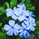 Plumbago Flower Seeds – Heirloom, Non-GMO Seeds for Planting Vibrant Blue Garden Blooms for planting in home garden