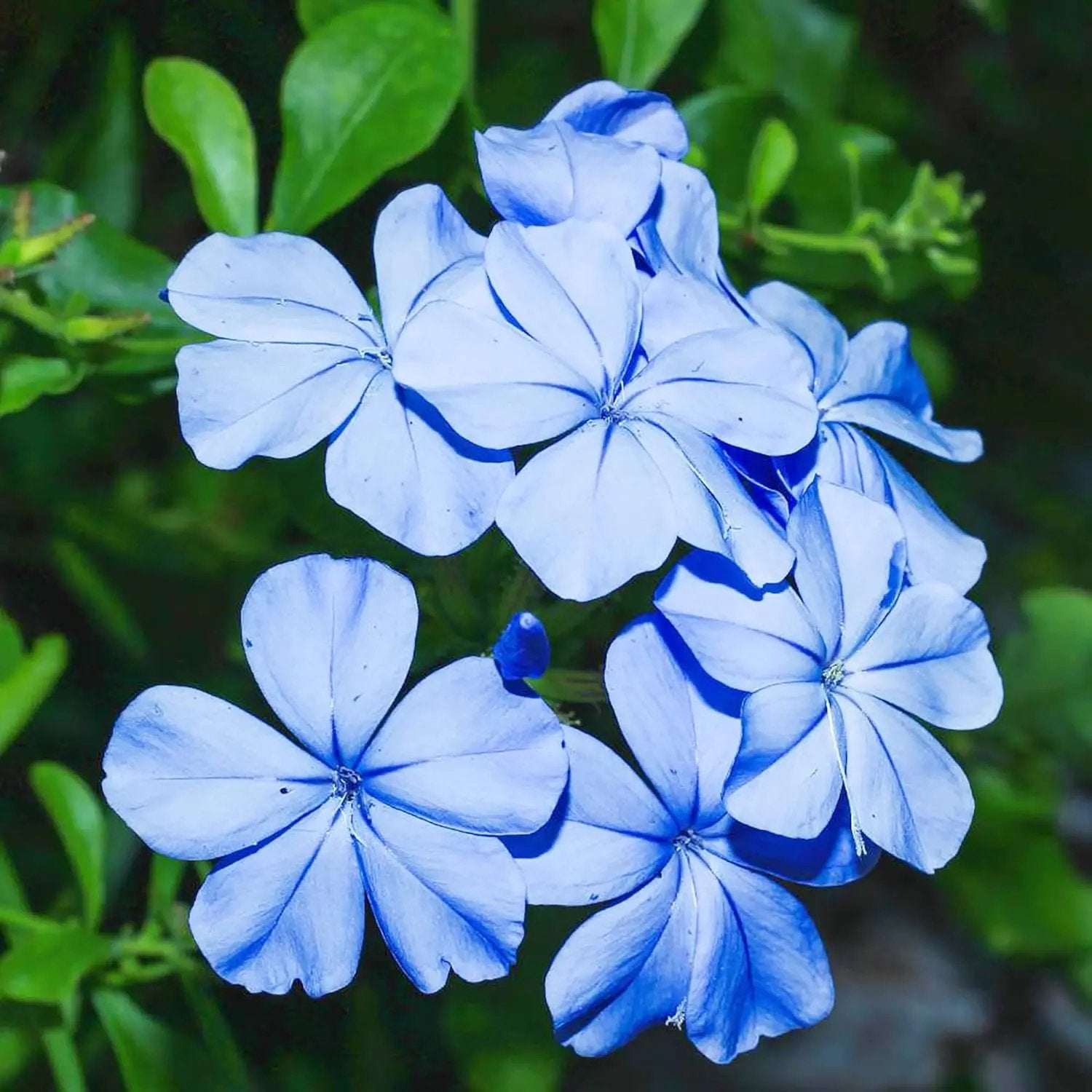 Plumbago Flower Seeds – Heirloom, Non-GMO Seeds for Planting Vibrant Blue Garden Blooms for planting in home garden