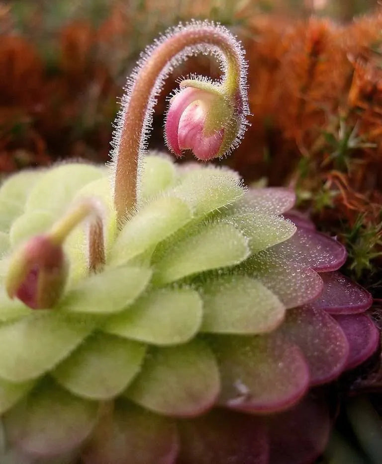 Butterwort Flower Seeds for Planting - 100 seeds for planting in home garden
