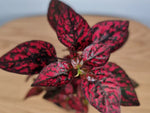 Red Hypoestes Plant Seeds for Planting, 100 seeds for planting in home garden