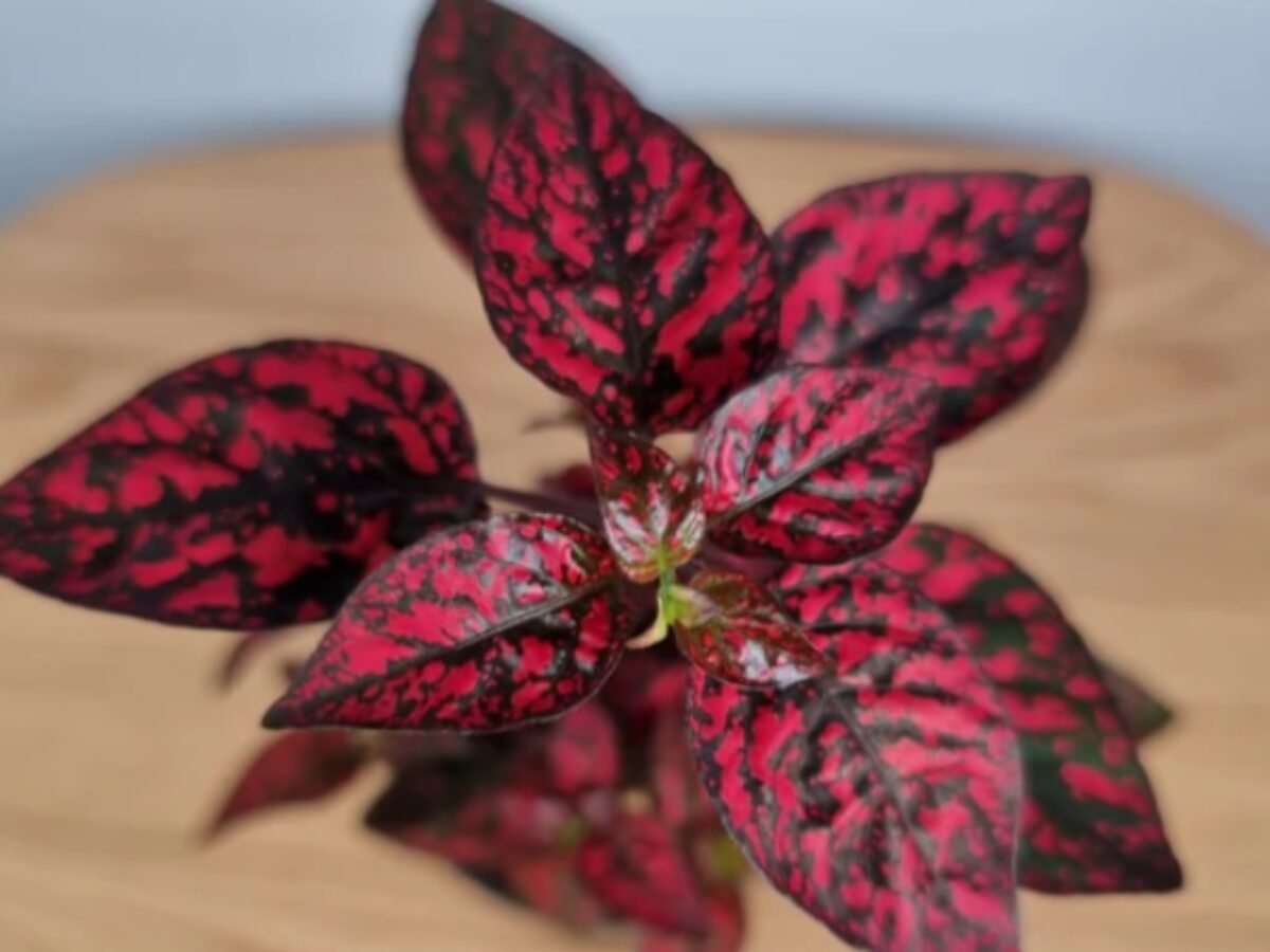 Red Hypoestes Plant Seeds for Planting, 100 seeds for planting in home garden