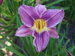 Heirloom Non-GMO Blue Hemerocallis Flower Seeds for Long-Blooming Perennial Garden Planting seeds for planting in home garden