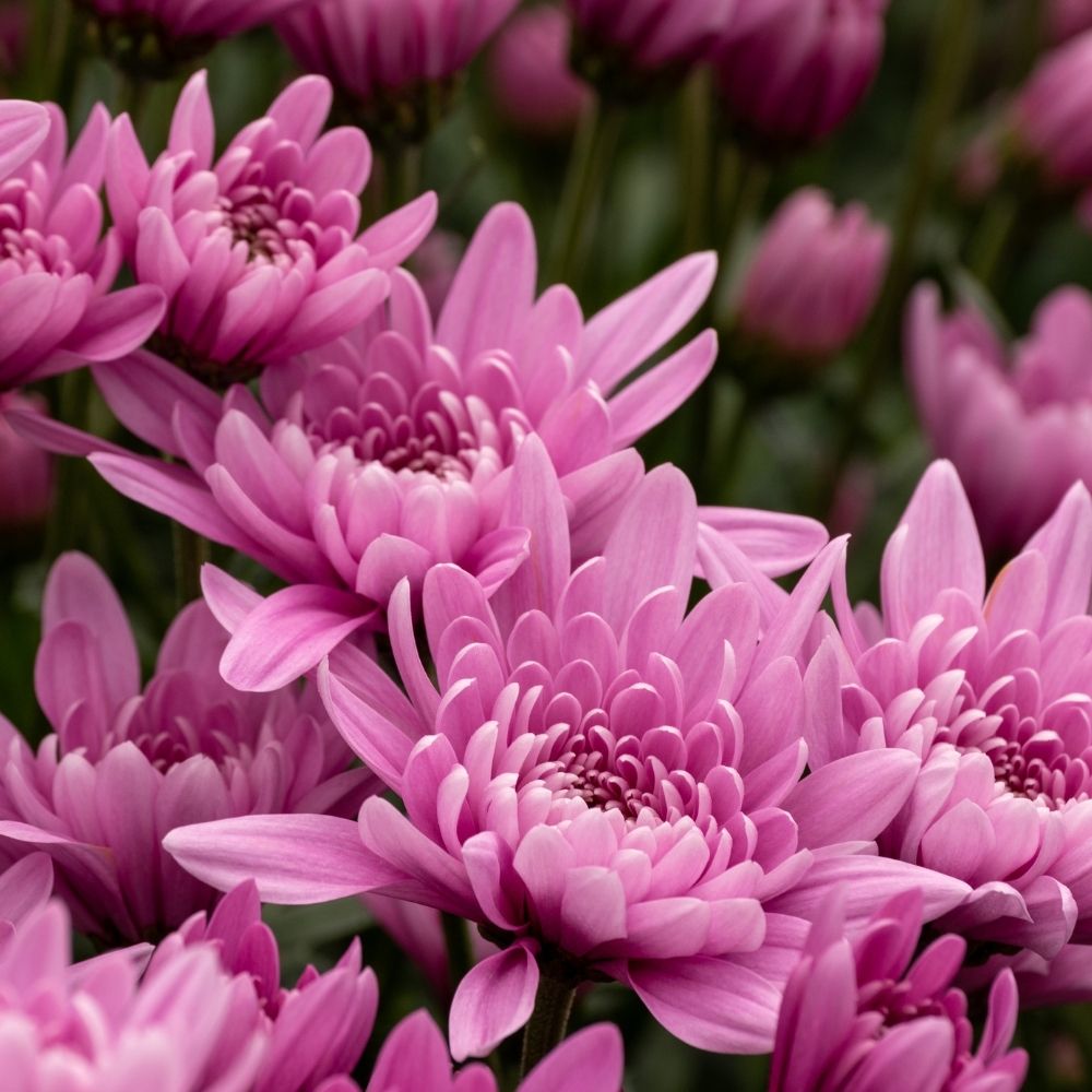 Light Pink Green Chrysanthemum Flower Seeds for Planting, NON GMO Seeds seeds for planting in home garden