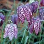 Fritillaria Plant Seeds for Planting - 100 seeds for planting in home garden