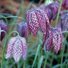 Fritillaria Plant Seeds for Planting - 100 seeds for planting in home garden