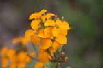 Orange Erysimum Aliionii Flower Seeds for Planting, 100 seeds for planting in home garden
