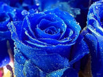 Rainy Blue Rose Plant Seeds for Planting - Non-GMO Heirloom Garden Seeds for Growing seeds for planting in home garden