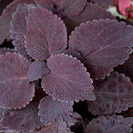Deep Purple Coleus Plant Seeds for Planting - 100 seeds for planting in home garden