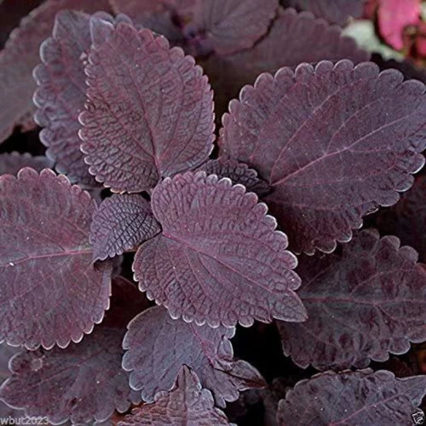 Deep Purple Coleus Plant Seeds for Planting - 100 seeds for planting in home garden