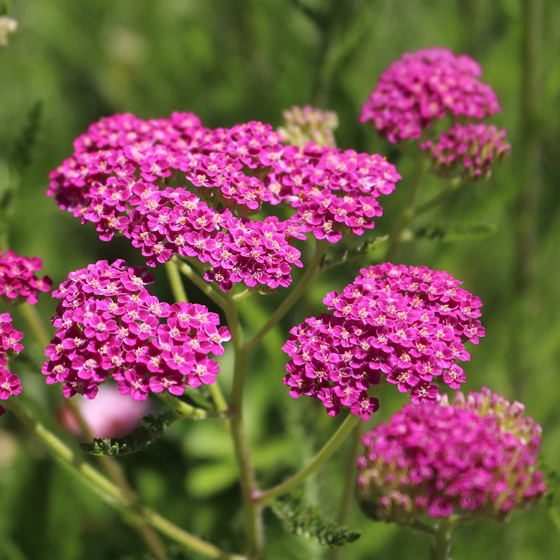 Heirloom Pink Achillea Yarrow Flower Seeds for Planting, Non-GMO seeds for planting in home garden