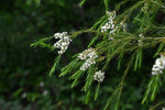 Fresh Alternifolia Flower Seeds for Planting - 100 seeds for planting in home garden